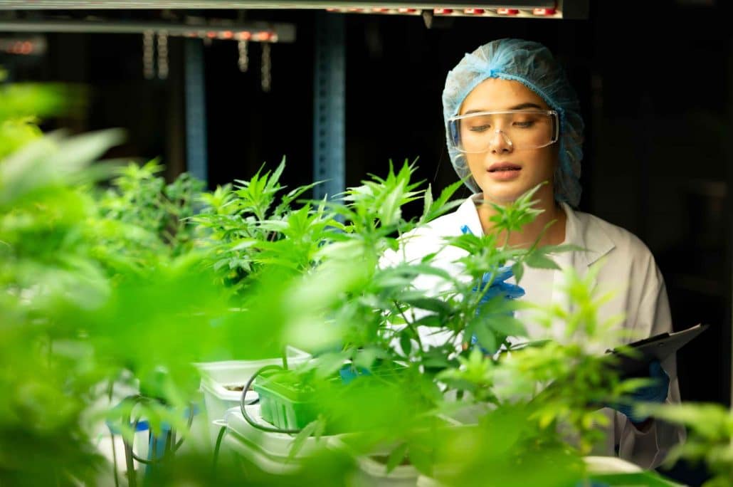 Cannabis HR
