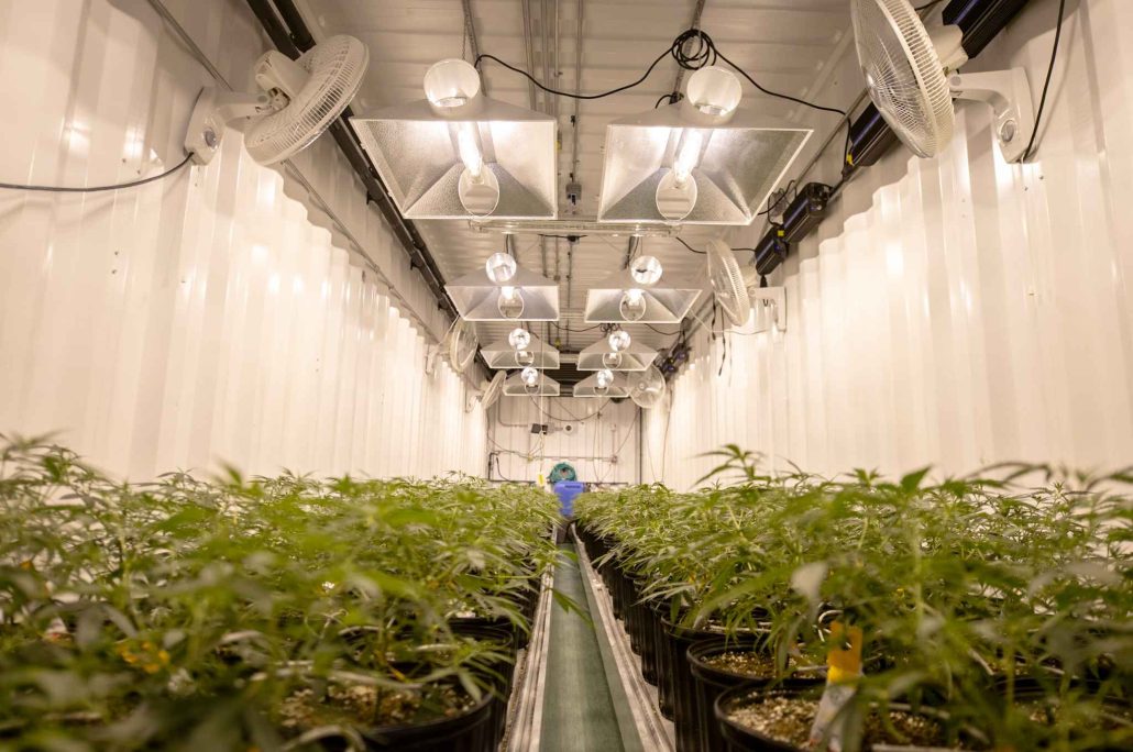 Cannabis Company Insurance Policies