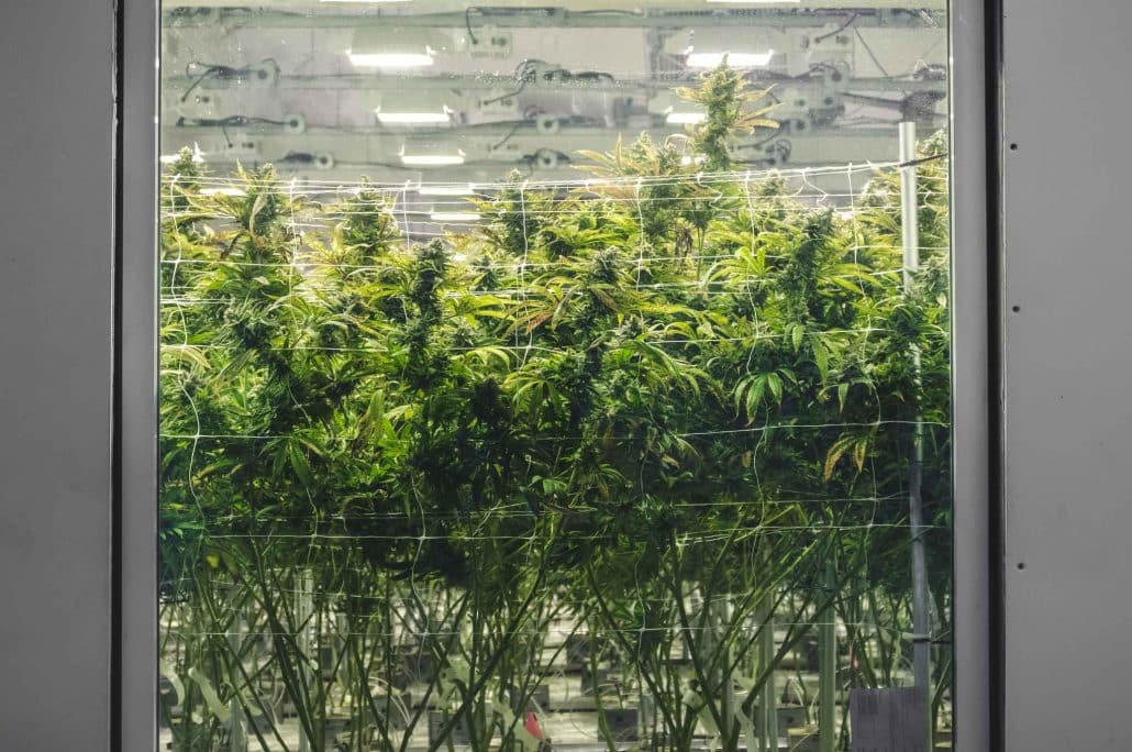 Cannabis Company Payroll Administration