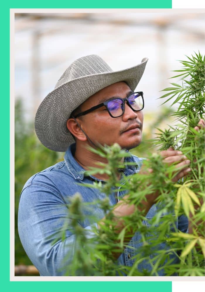 Cannabis Company HR Services