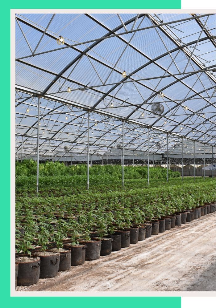 Cannabis Company HR Services